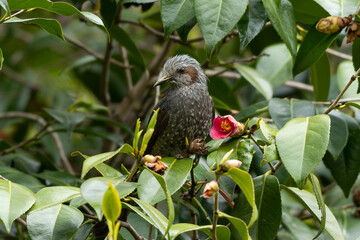 枯れた椿の木にとまるヒヨドリ