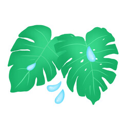 green leaf , leaf, monstera, water drop, plant, dew, watering, foliage plant, nature, green, environment, global warming