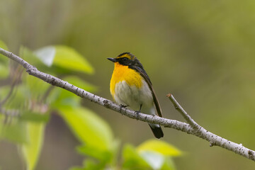 羽毛を膨らませて強風に耐えるキビタキの雄
