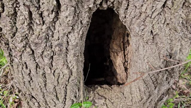 View going into hole in tree close to ground level