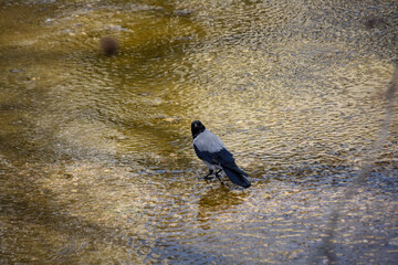 Crow in the river in shallow water