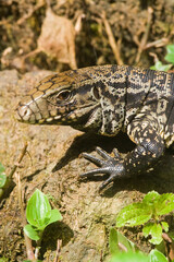 Echse im Igauazu Nationalpark, Brasilien, Südamerika