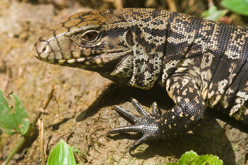 Echse im Igauazu Nationalpark, Brasilien, Südamerika