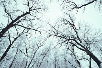 Tree Branches Without Leaf Covered By Snow On Winter Sky Background. Tree Branches Look Like Roots. Concept Of Psychological Disorder. Mental Disorder Visualization. Mental Healthcare Concept.