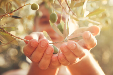 Olives harvest - obrazy, fototapety, plakaty