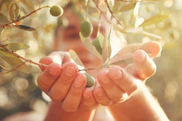 Fototapeten Olives harvest © Sasaran