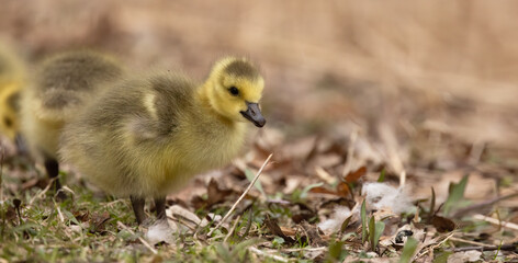 Capturing the Adorable Canada Goose, Branta Canadensis Gosling in Its Natural Habitat: A Wildlife Photography Experience.  Wildlife Photography. 