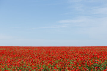 red poppy field