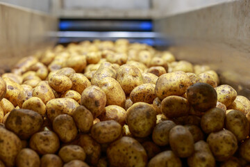 Fresh potatoes for chips production.