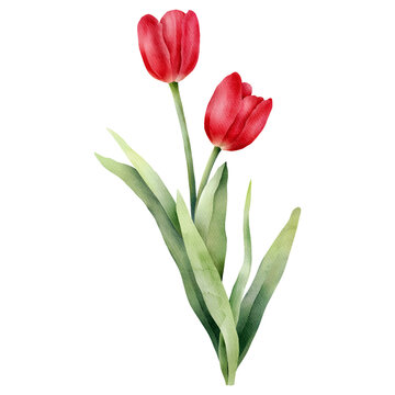 Red watercolor tulip with green leaf. Hand drawn watercolor illustration