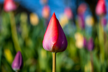 Pink reddish tulip macro close up on a bright sunny April morning after a frosty night in a public...