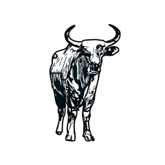 black and white sketch of a bull with transparent background