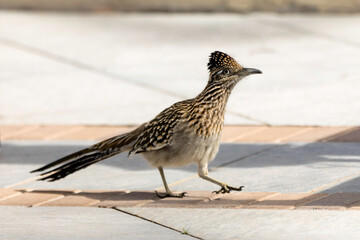 A roadrunner walks on a sidewalk in Peoria, Ariz.