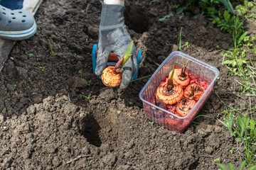 the hand plants bulbs of flowers in the soil. Hand holding a gladiolus bulb before planting in the ground