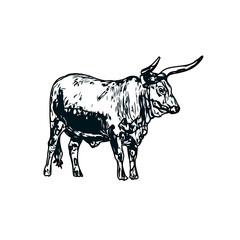 black and white sketch of a bull with transparent background