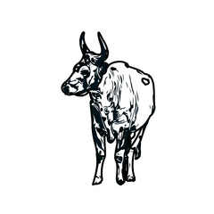 black and white sketch of a bull with transparent background