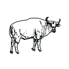 black and white sketch of a bull with transparent background