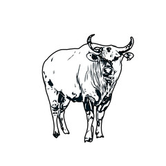 black and white sketch of a bull with transparent background