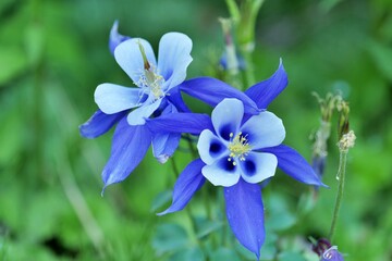 flower, 네이처, 보라색, 식물, 봄, blue, flower, 블로섬, 뜰, 매크로, 보라, 식물, 미, 개화, 여름, 분홍, 난초, beautiful, 난폭한, 근접, 목초지, 근접, 개화, 꽃