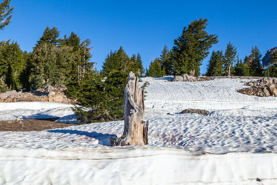 old tree stump looks at an old worker with snow on Mount Lassen in the national park