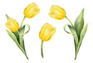 Set of yellow watercolor tulips with green leaf. Hand drawn watercolor illustration - obrazy, fototapety, plakaty