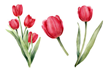 Set of red watercolor tulips with green leaf. Hand drawn watercolor illustration