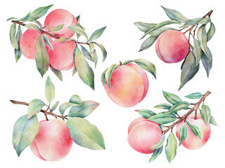 Hand drawn watercolor peaches set with green leaves, isolated on white background.