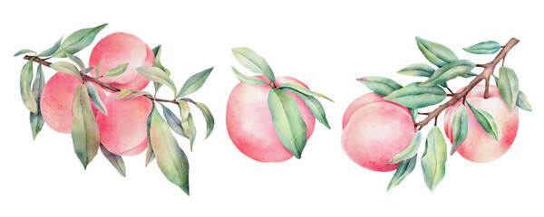 Hand drawn watercolor peaches set with green leaves, isolated on white background.