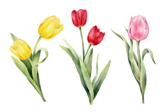 Set of watercolor tulips with green leaf. Hand drawn watercolor illustration