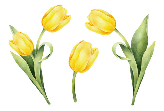 Set of yellow watercolor tulips with green leaf. Hand drawn watercolor illustration