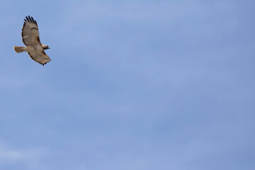 osprey in flight