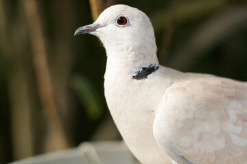 white dove on the rock