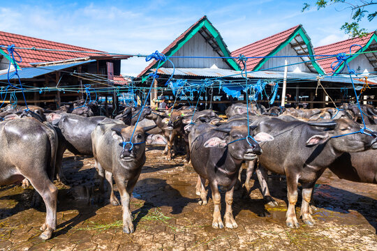 buffalos are exposed to sell in the market of rantepao