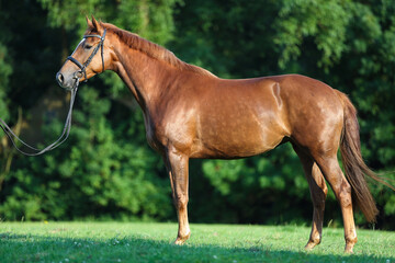 Hannoveraner, Pferd © AZ Woodring