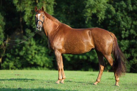 Hannoveraner, Pferd