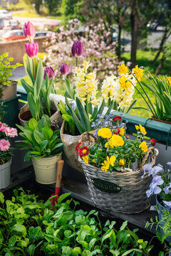 Green plants and flowers on balcony. Urban garden