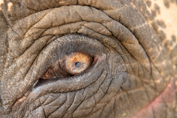 close up of elephant eye