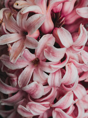 Eastern hyacinth pink flowers  in closeup