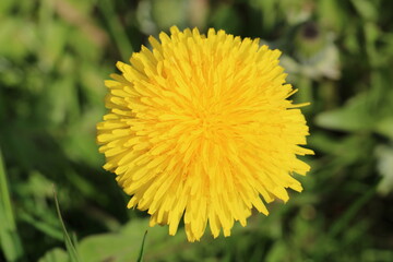 Blooming Dandelion close-up