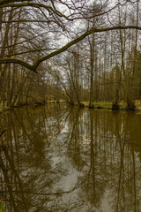 Fototapeta na wymiar small river with calm survace in woods with reflection