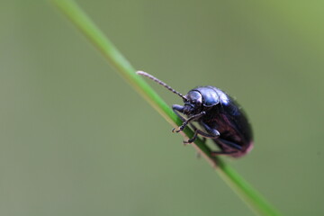 Chrysolina varians (Johanniskraut-Blattkäfer) on a branch