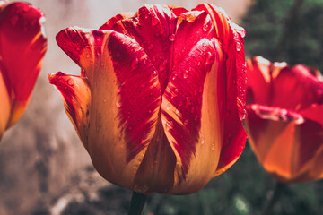 tulips with water droplets in closeup