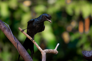 Racket Tailed Drone in a curious mood