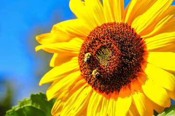 Honeybee on Sunflower close up