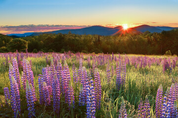 Sunrise over Sampler Field in Sugar Hill, NH - Lupines