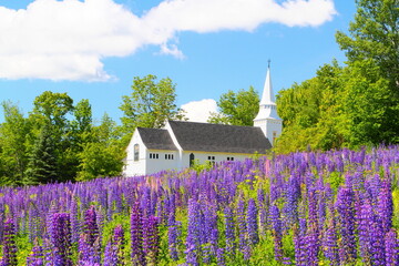 St. Matthews Church, Sugar Hill, New Hampshire - Lupines