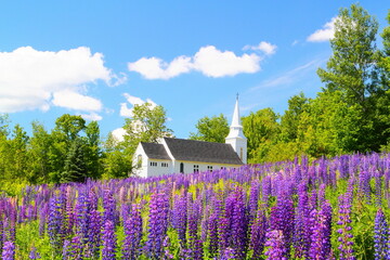 St. Matthews Church, Sugar Hill, New Hampshire - Lupines