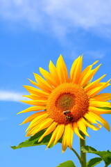 Obraz premium Honeybee on Sunflower close up