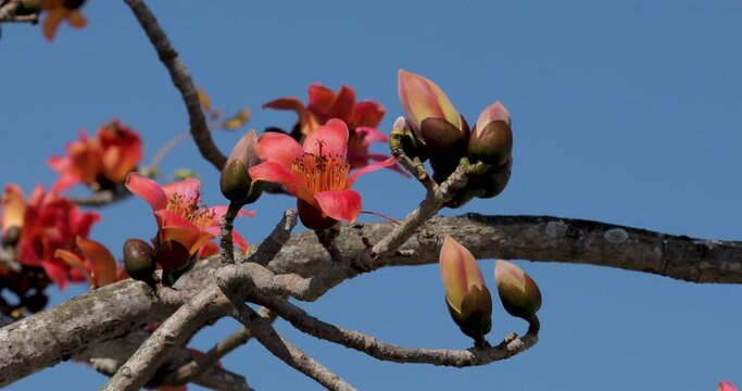 Taiwan, spring, kapok season, blooming, kapok
