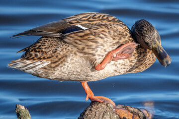 Anas platyrhynchos female is a mediterranean duck in aiguamolls emporda girona catalonia spain
